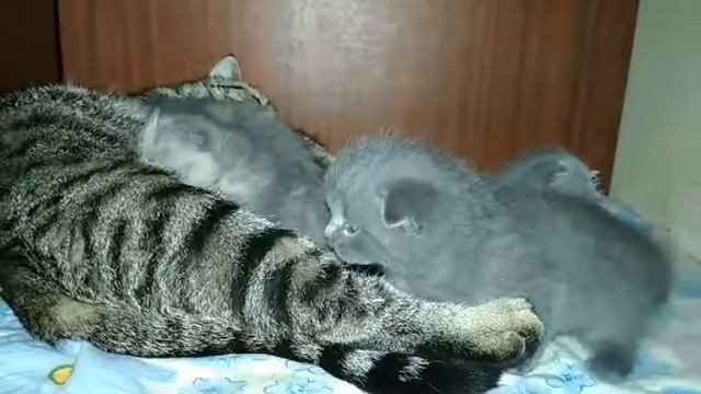 Шотландские котята! Ташкент 14.05.2017 Наши котейки) 19 дней)