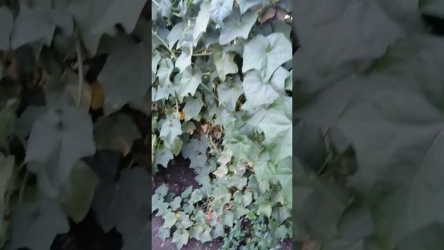 Чайот, Мексиканска краставица! Опит 2020! смотреть онлайн