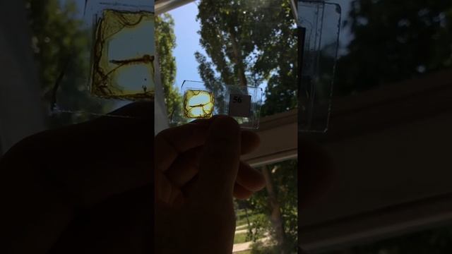 Забавные Пушистики