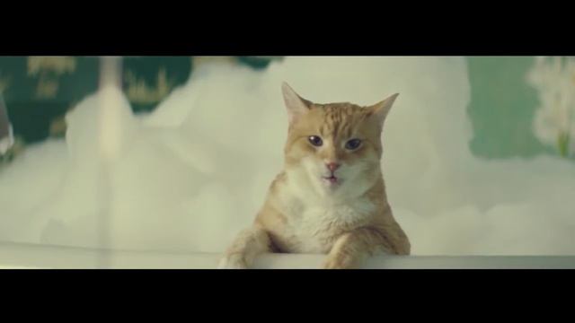 Реклама с говорящим котом смотреть онлайн