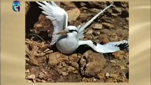 Словарь: Иглошёрсты. Фаэтон. Шпалера смотреть онлайн