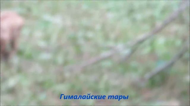 Китайские горалы и гималайские тары 12.08.2020 смотреть онлайн