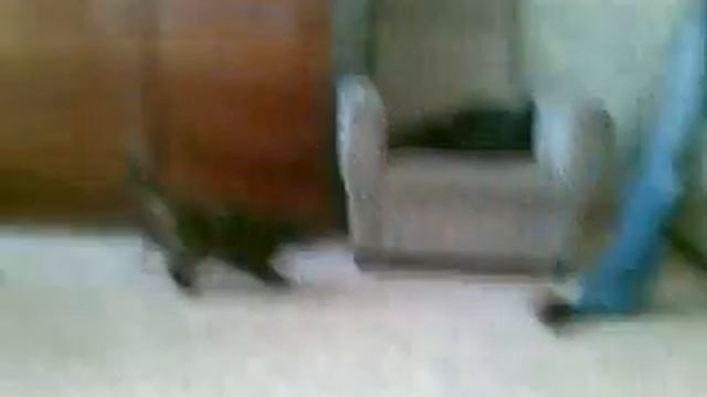 Сумасшедшая кошка - смотреть до Конца! Crazy Cats - watch till the end! смотреть онлайн