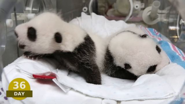 The first 100 Days of Mei Lun and Mei Huan смотреть онлайн