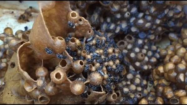 сахарная пчела Австралийская пчела пчела Apis mellifera sahariensis пчеловодства в Австралии