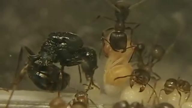 матка откладывает яйца.mp4