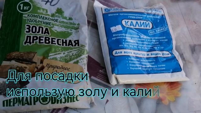 Посадка чеснока осенью Положите это в лунку при посадке смотреть онлайн