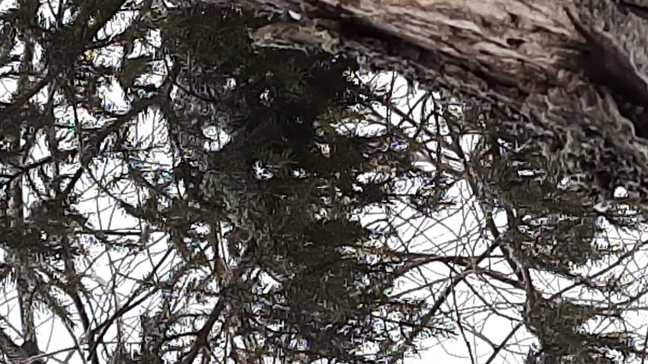 Ловля птиц. 12.12.2021 год. смотреть онлайн