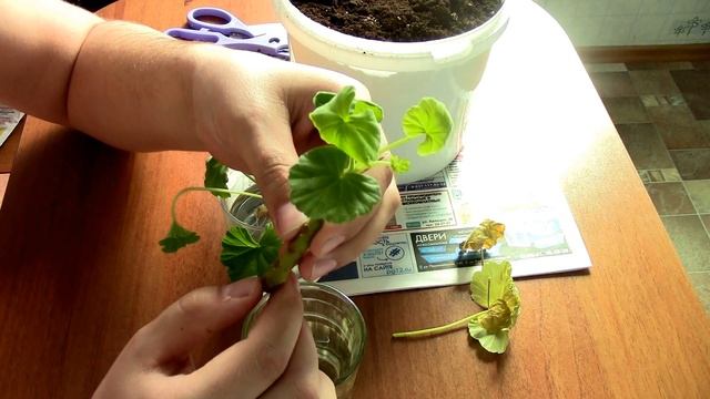 ?ПОСАДКА ГЕРАНИ ОТРОСТКОМ,ПРАВИЛЬНОЕ УКОРЕНЕНИЕ? смотреть онлайн