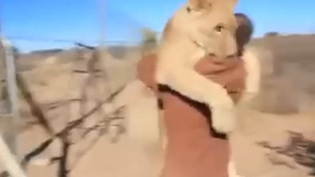 Дружба Между Львом и человеком смотреть онлайн