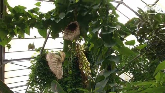 Duszące pnącza i kwiaty pułapki w Ogrodzie Botanicznym UW смотреть онлайн