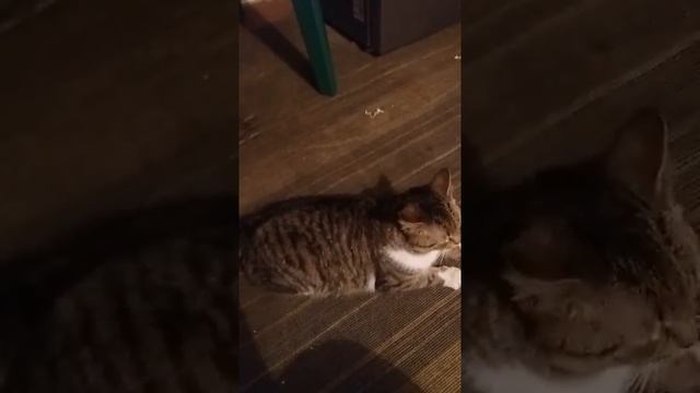 Как мой кот ловит мышей смотреть онлайн