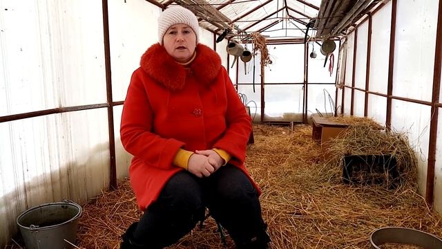 Зимнее содержание гусей. Чем кормить гусей зимой. смотреть онлайн