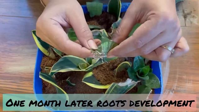 SNAKE PLANT PROPAGATION |GROW MANY MORE PLANTS FROM BROKEN SNAKE PLANT LEAF | смотреть онлайн