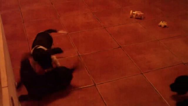 щенки пойнтера смотреть онлайн