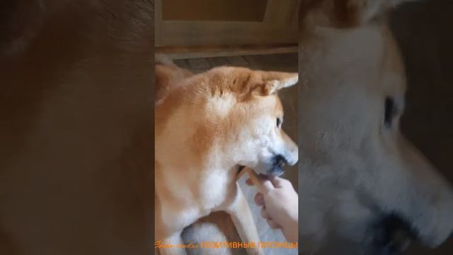 Сиба-ину прическа и игра с подругой сибой. Shiba inu hairstyle and playing with another shiba. 柴犬 смотреть онлайн