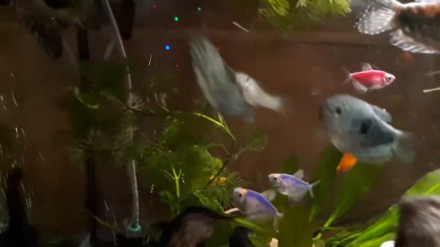 Асмр Nastya,relax,fish,aquarium,water. смотреть онлайн
