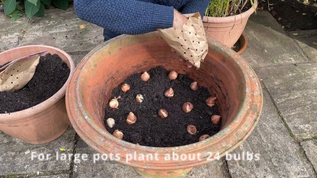TULIPS - HOW TO GROW TULIPS IN POTS & VARIETY GUIDE смотреть онлайн