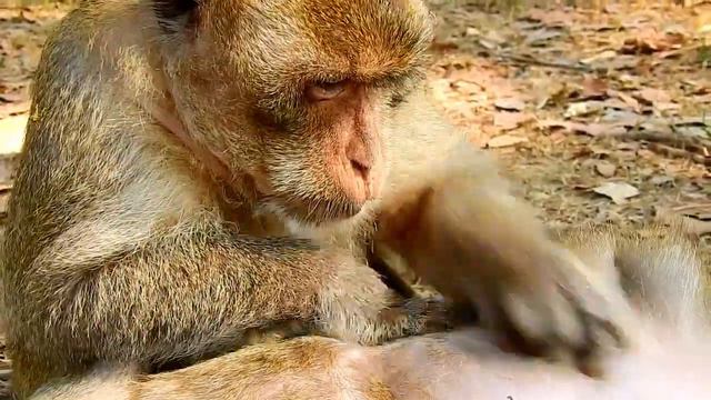 Amazing !! ASMR Monkey Grooming Big Male Monkey Come To Offer Best Grooming For Big Female Monkey смотреть онлайн