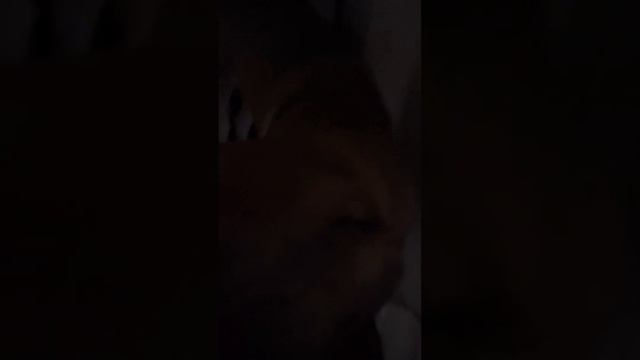 Моя любимая собака—алабака! ❤️Алабай, среднеазиатская овчарка. Волколав. Щенок. 10 месяцев.❤️ смотреть онлайн