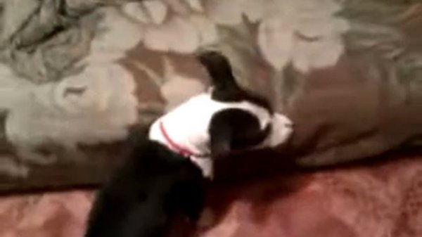 Питбуль vs Крыса