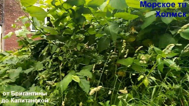 от Бригантины до Капитанской города Холмск смотреть онлайн