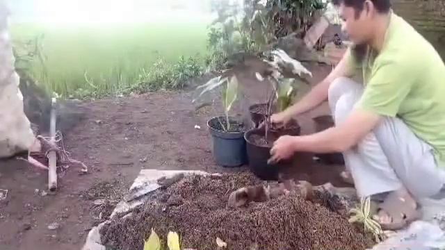 Bongkar MEDIA tanam Caladium,AGLONEMA,dan alocasia смотреть онлайн