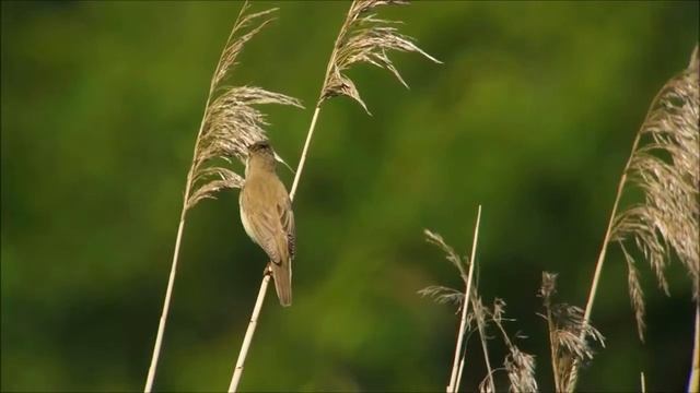 Камышовка болотная