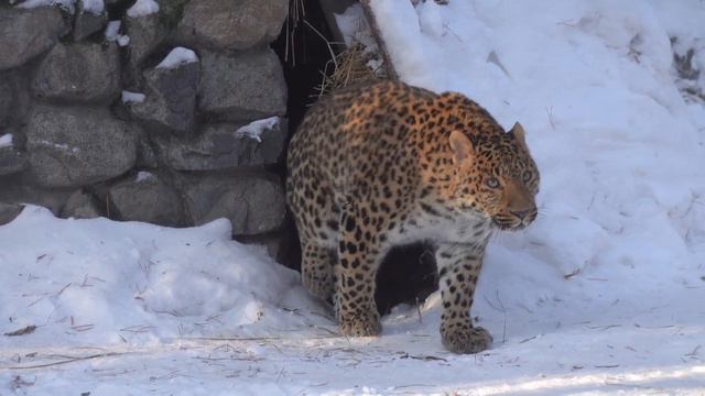 Леопард Нава. 28.01.2024 смотреть онлайн
