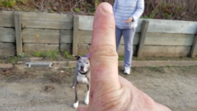 Proper Dog Walks: Working With 2 Dogs That LOVE Each Other смотреть онлайн