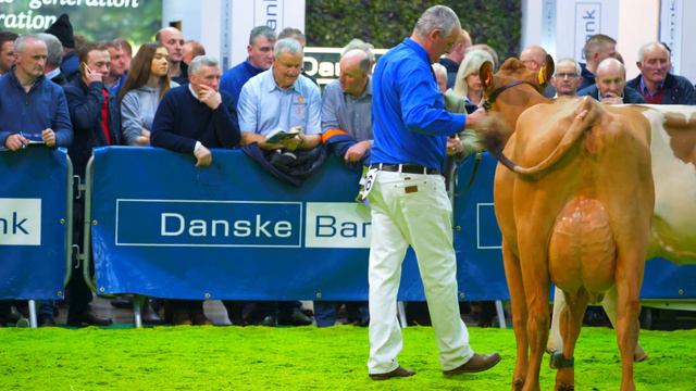 Ayrshire Cow in Milk at Royal Ulster Winter Fair.Threemile Bella.Exhibitor-Christan Keenan.4K Video смотреть онлайн