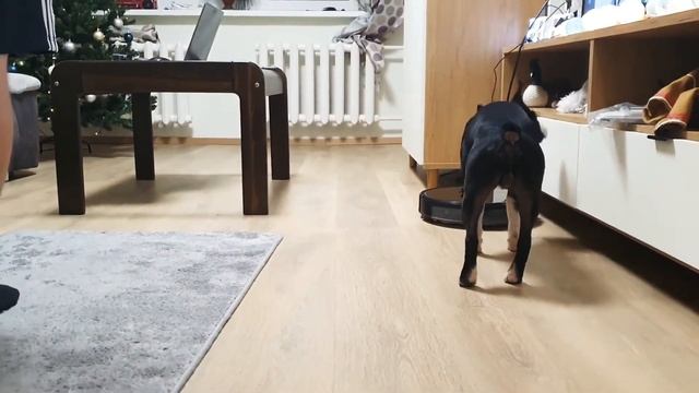 Реакция собаки на робот-пылесос/полезная покупа против шерсти смотреть онлайн
