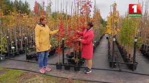 Дуб на участке - как посадить и ухаживать?