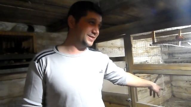 Что сделать чтоб куры хорошо неслись. смотреть онлайн