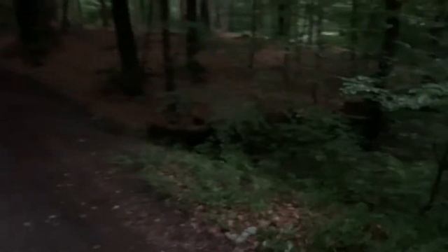 Hiking in Königsforst (near Cologne) смотреть онлайн