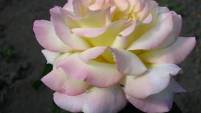 Роза Глория Дей. смотреть онлайн