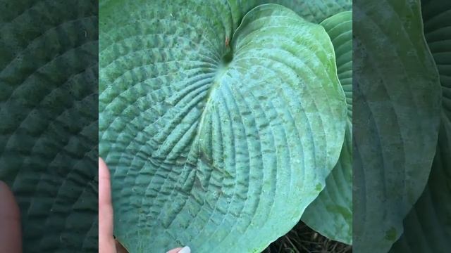 Хоста сорт Си Лотус Лиф ( hosta Sea Lotus Leaf ) лист по форме напоминает лист лотоса смотреть онлайн