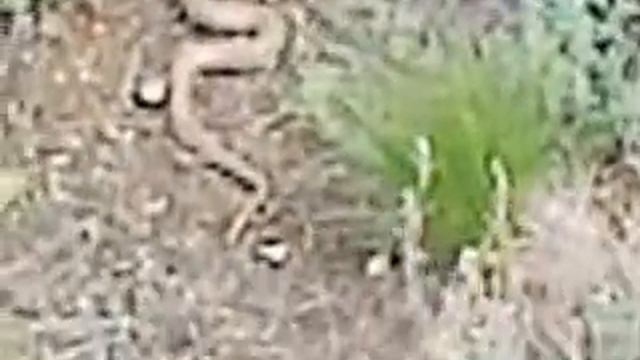 Крупные змеи Казахстанских степей! смотреть онлайн