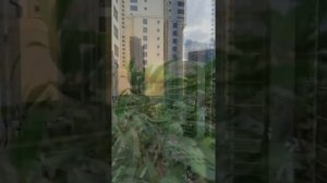 Обзор номера в Ramada hotel jbr dubai.