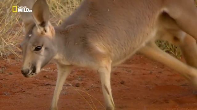 Kangaroo King смотреть онлайн