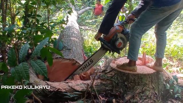 Cutting large mahogany with a stihl saw 070||potong mahoni lingkar 2meter смотреть онлайн