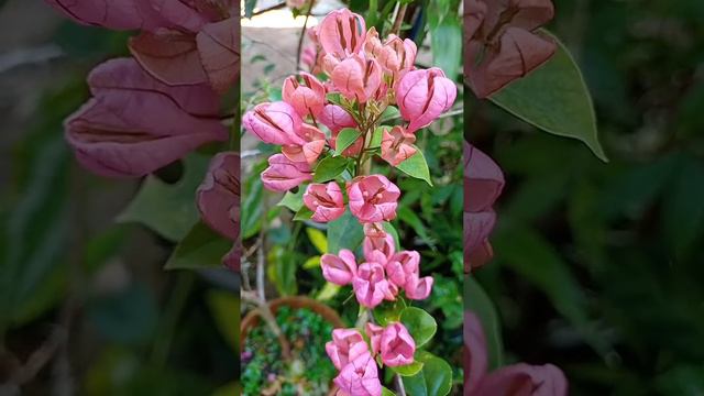 My Sleeping Beauty Bougainvillea / Rare Bougainvillea / Beautiful смотреть онлайн
