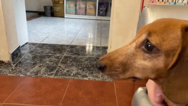 Чистка зубов собаке в клинике. смотреть онлайн