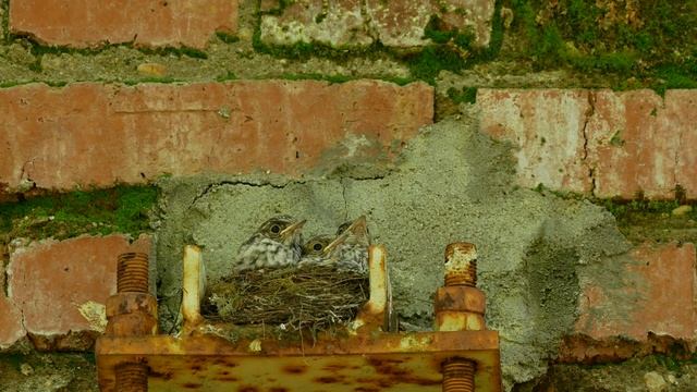 Мухоловка серая 170723 1 Подмосковье Кормежка под звук затвора смотреть онлайн