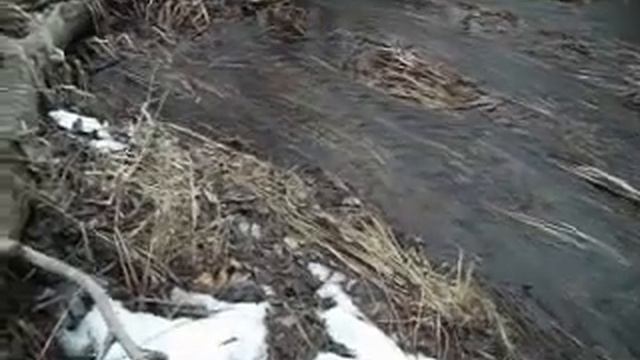 БЕЗ ЧЕТВЕРОНОГОГО ДРУГА ПЛОХО )))