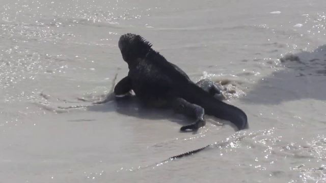 Любопытный ягуан..))) смотреть онлайн