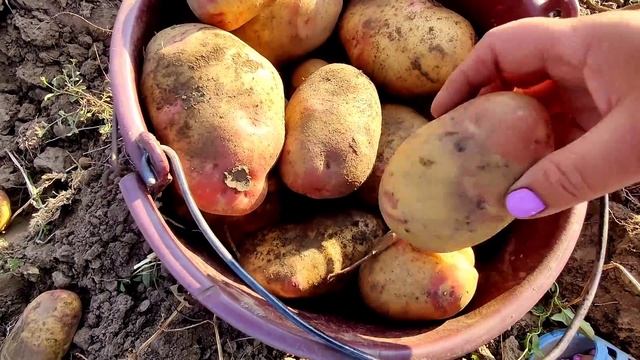 Даже на огороде нужно быть красивым ! Собираем картошку смотреть онлайн