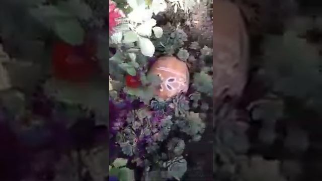 Каменная роза - композиции на клумбе в этническом стиле смотреть онлайн