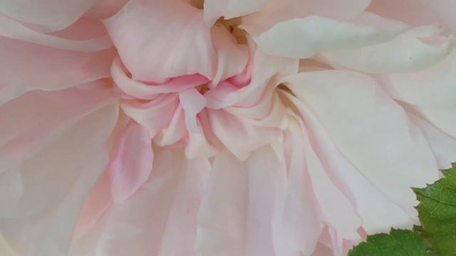 Rosier anglais 'Barbara Austin' de 'David Austin®' le rose lumineux смотреть онлайн