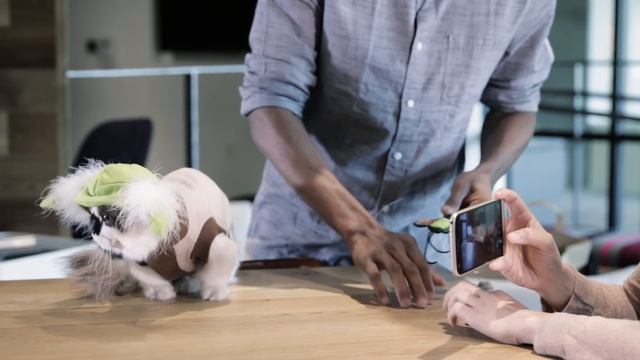 Making A Living As An Instagram Cat смотреть онлайн